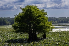Lonely-trees_64229-