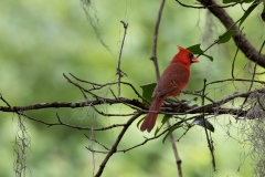 Male-Cardinal164836