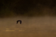 Mist-flight-66538-