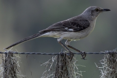 MockingBird_68097-