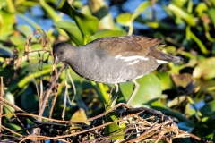 Moorhen_60096-