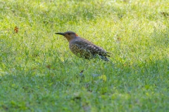 NorthernFlicker_62037-