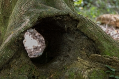 OakHole_68706-