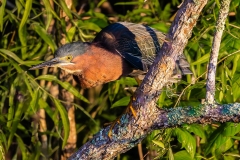 Orange-Green-Heron-65422