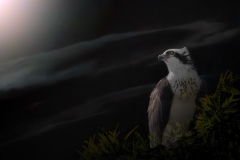 Osprey-Moon-60047