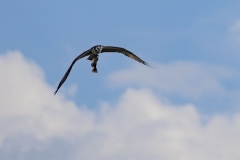 OspreyCatfish_62288-
