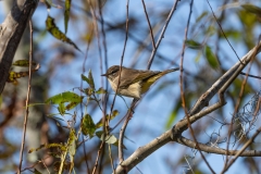 PalmWarbler_69185-