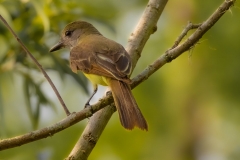 Panama_Flycatcher_67830-