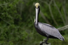 Pelican2-62807