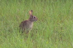 Rabbit-67012-