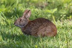 Rabbit_425