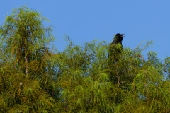 Raven-Cyprus-63927