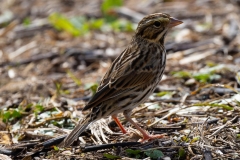 SavannahSparrow-61148-