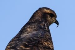 SnailKite_60032-