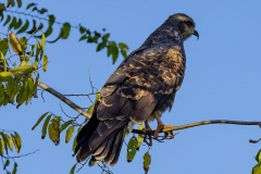 SnailKite_60052-