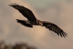 SnailKite_60290-
