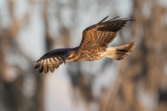 SnailKite_60315-