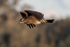 SnailKite_60316-
