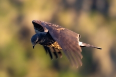 SnailKite_60317-