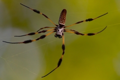 Spider_68626-