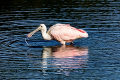 Spoonbill_69140-