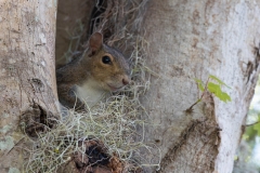 SquirrelMoss64317