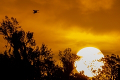 Sunrise-66744-