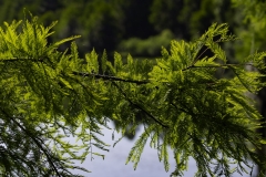 Tree-Limb1-jpg