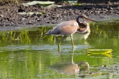 TriColoredHeron-63886