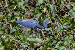 TriColoredHeron_61011-