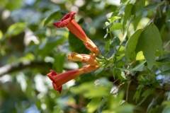 Trumpet_68296-