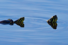 Turtles_61874-