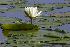 Water-Lilly-63829