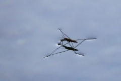 Water-Strider_68571-