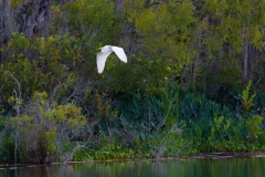 Watertown-Egret-66718-