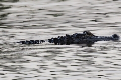 Watertown-Gator-66689-