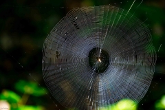 Web_68572-