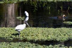 WoodStork_69236-