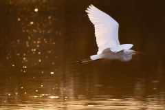 egret_68208-