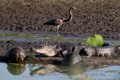 gatorturtles-63872