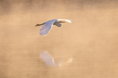 hFoggy-heron-65535