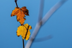leaves_60650-