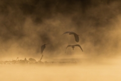 zhErie-Mist-65678